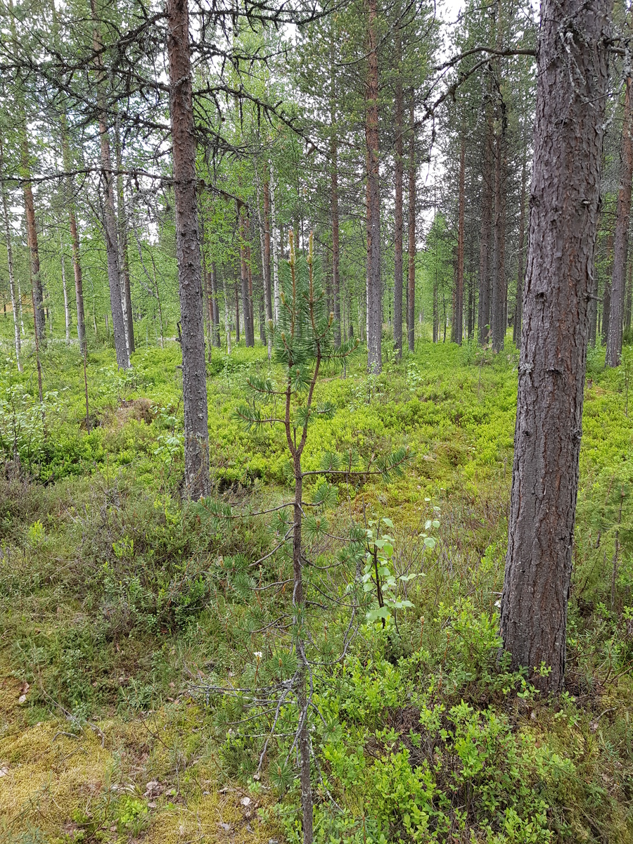 Mäntyvaltaisessa sekametsässä on aluskasvillisuutena mustikanvarpuja.