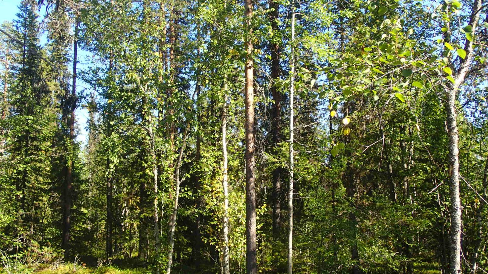 Aurinko paistaa tiheäkasvuiseen sekametsään.