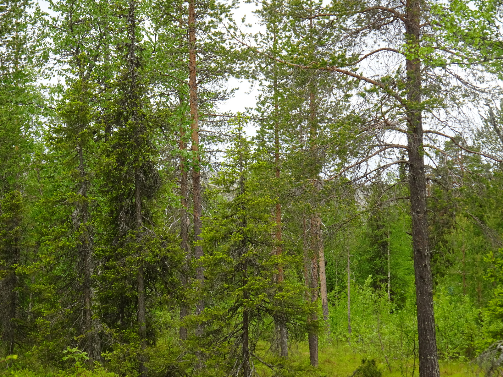 Runsaskasvuisessa sekametsässä on koivuja, kuusia ja mäntyjä.