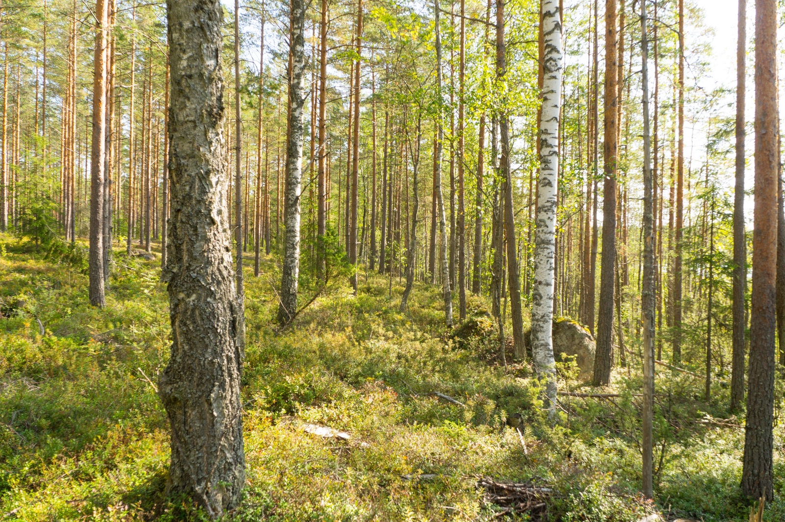 Kesäisessä metsässä kasvaa mäntyjä, koivuja ja katajia.