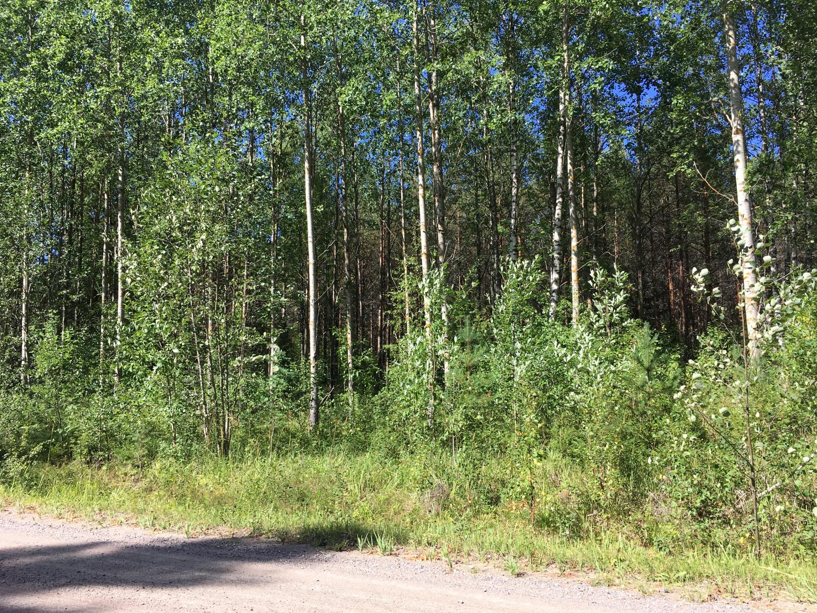 Etualan hiekkatien takana alkaa lehtipuuvaltainen metsä.