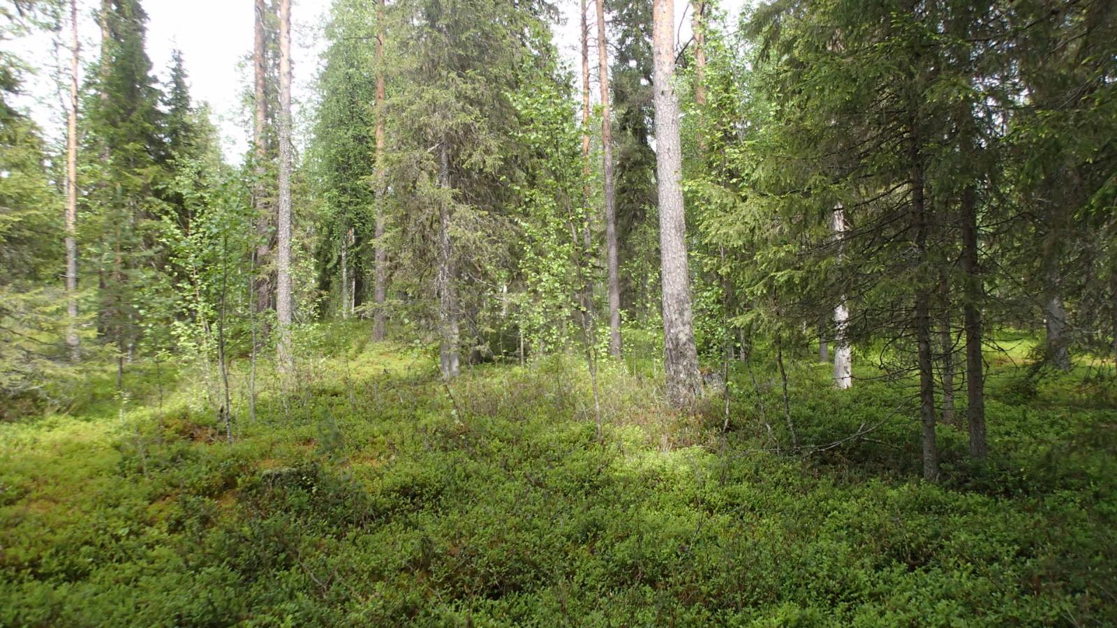 Kesäisessä sekametsässä kasvaa koivuja, kuusia ja mäntyjä.