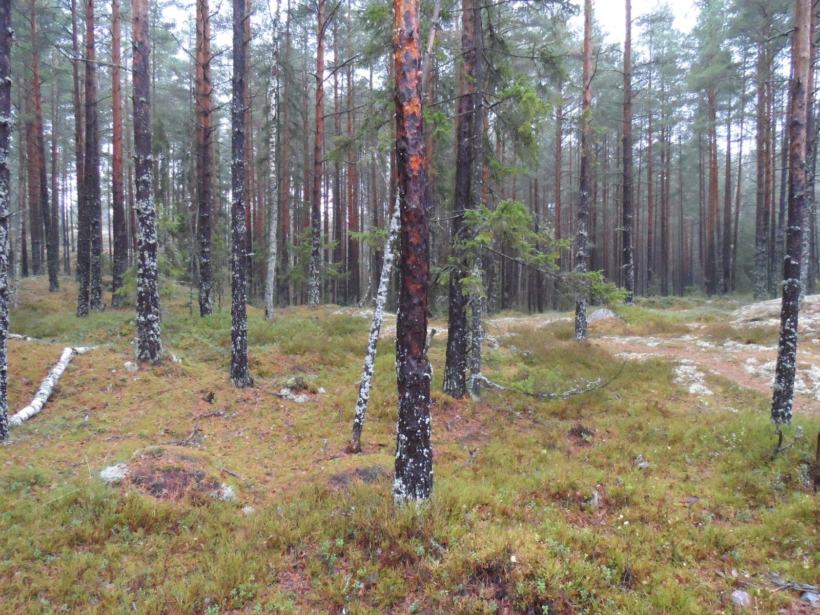 Kumpuileva mäntymetsän maasto.