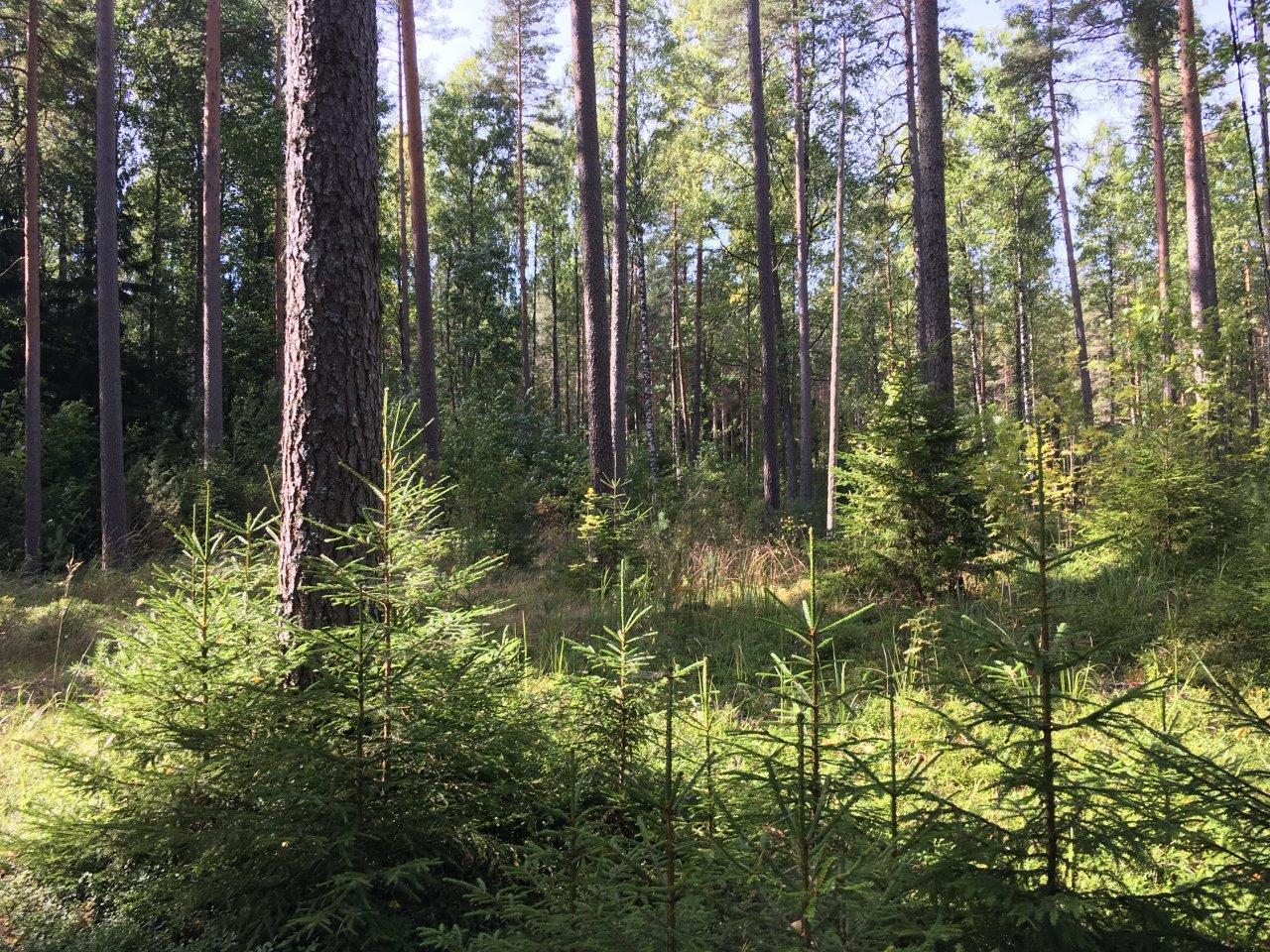 Aurinko paistaa kesäiseen, havupuuvaltaiseen metsään.