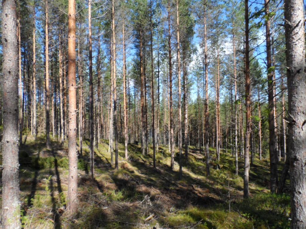 Mäntyvaltainen metsä kasvaa loivasti kumpuilevassa maastossa. Maassa on karsittuja oksia.