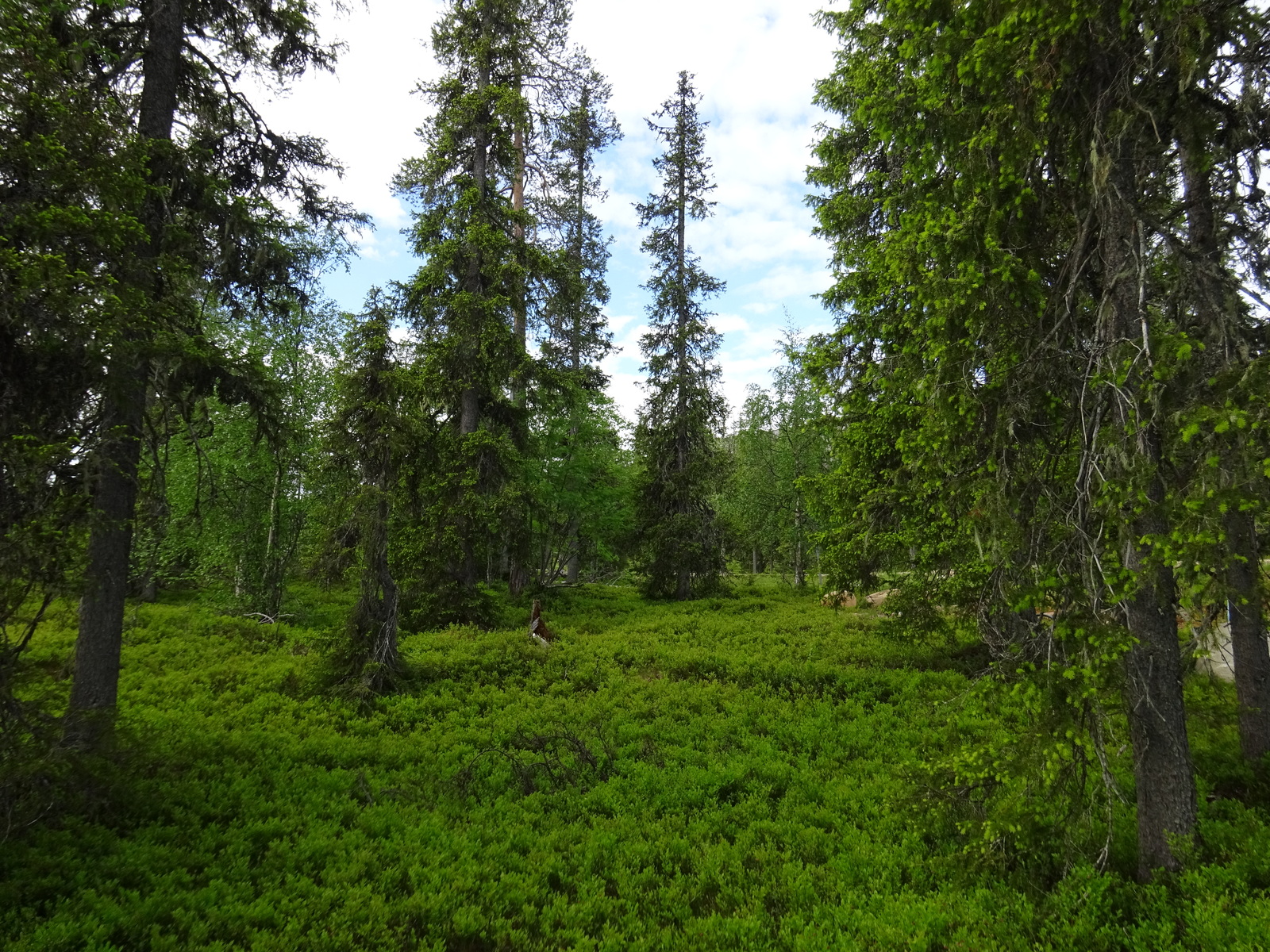 Kuusivaltaisessa metsässä kasvaa runsaasti mustikanvarpuja.