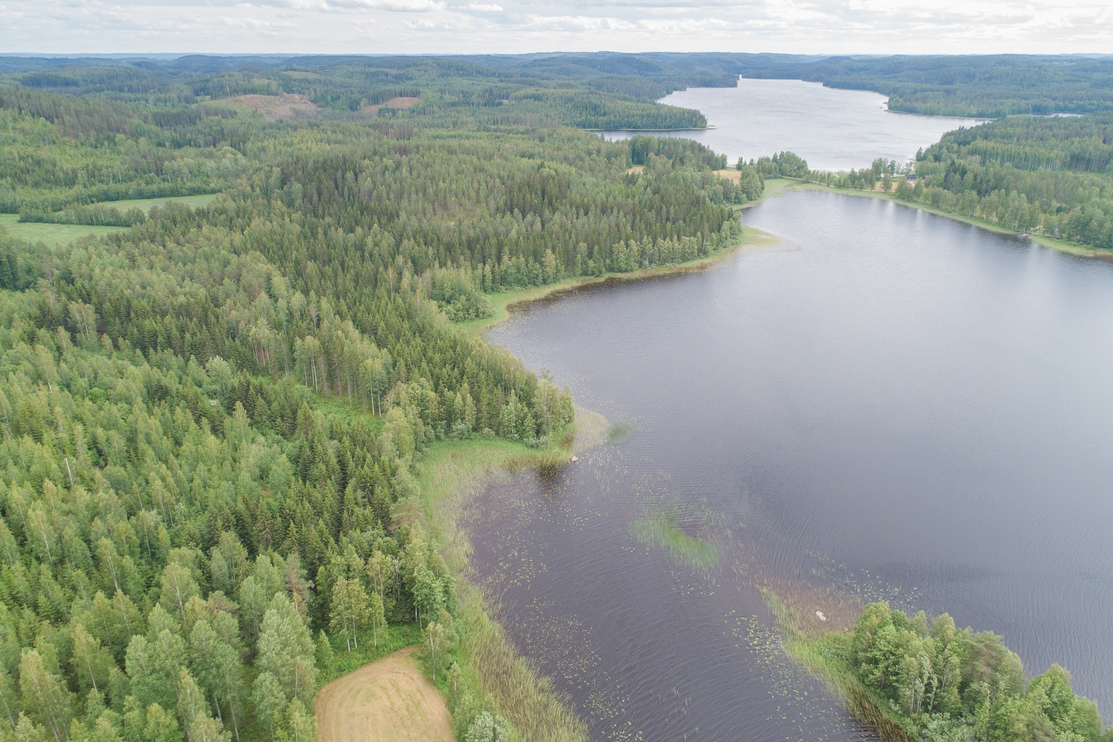 Kesäiset metsät reunustavat horisonttiin jatkuvaa järveä. Ilmakuva.