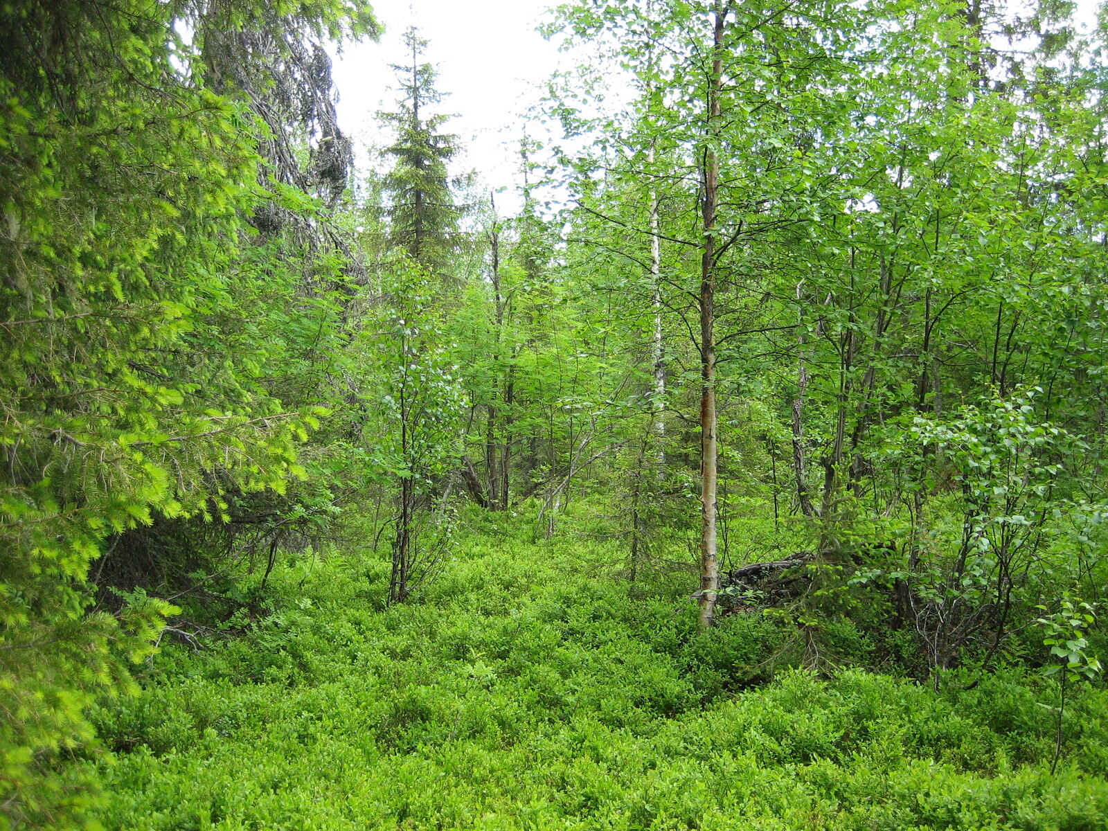 Vehreässä sekametsässä kasvaa pihlajia, koivuja ja kuusia. Kenttäkerroksessa on mustikanvarpuja.