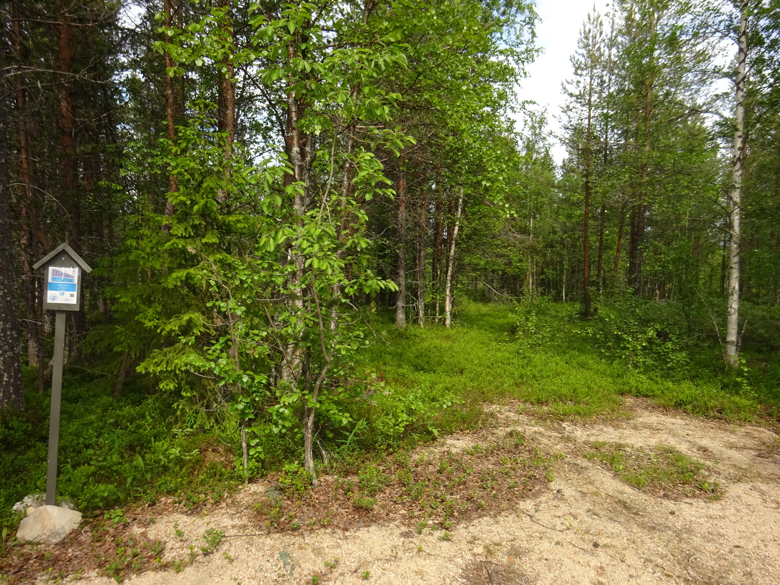 Kesäisen sekametsän edustalla on Laatumaan tonttikyltti ja tienpohja.