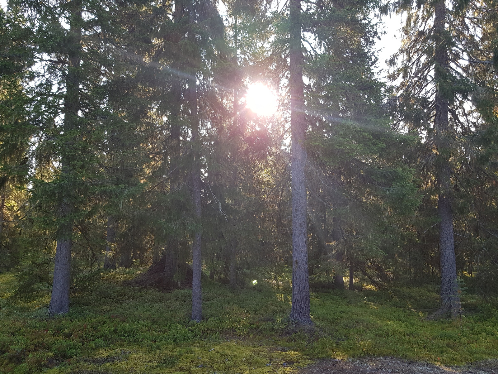 Aurinko pilkottaa kuusien välistä. Taka-alalla olevan kuusen juuressa on muurahaiskeko.