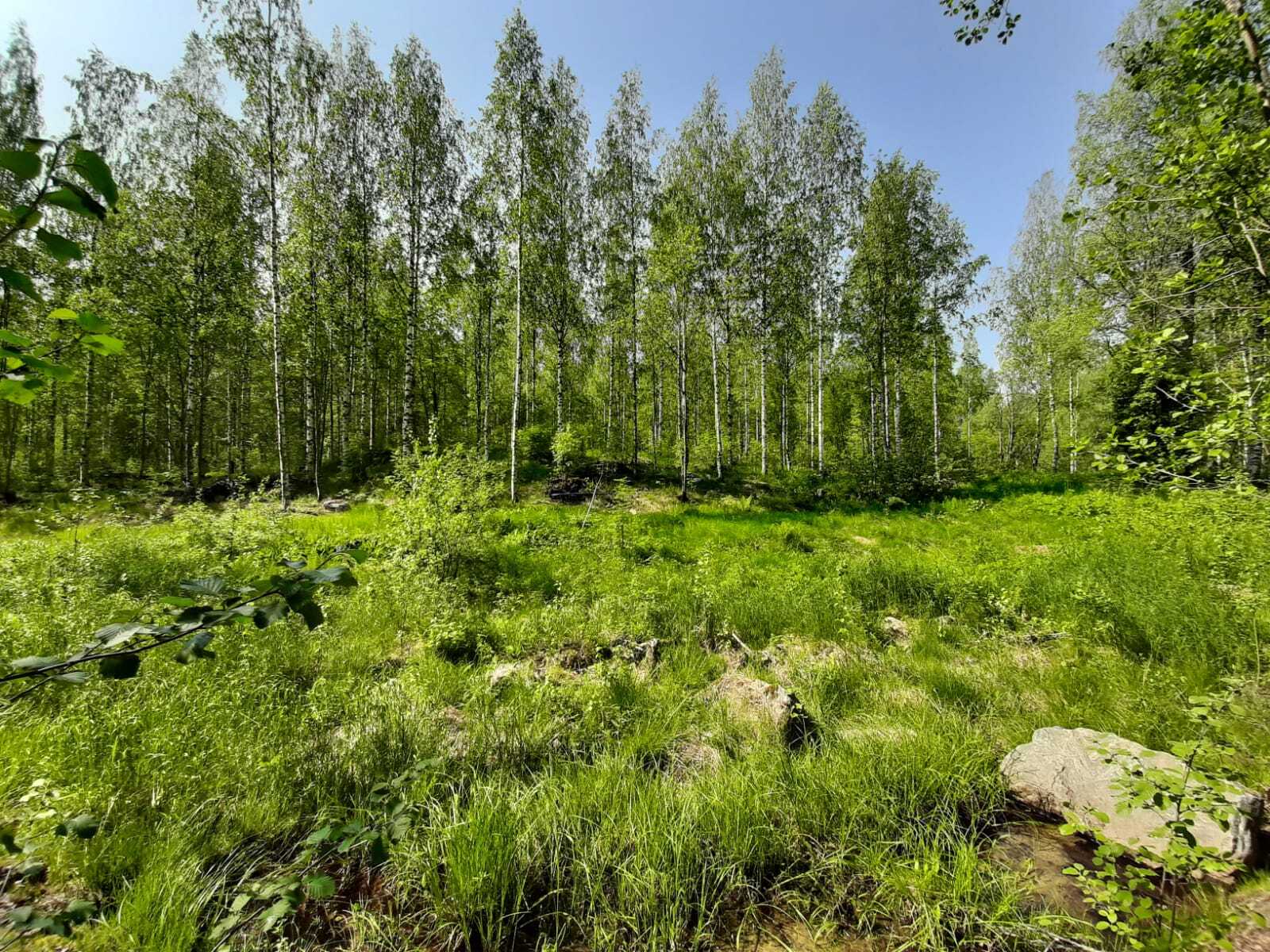 Etualalla aukea heinikko ja kiviä. Takana kesäinen koivikko.