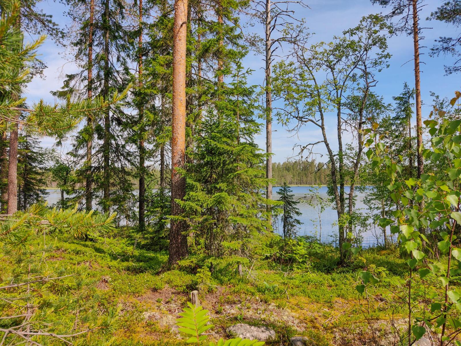 Rannalla kasvavan havupuuvaltaisen metsän takana häämöttää järvi.