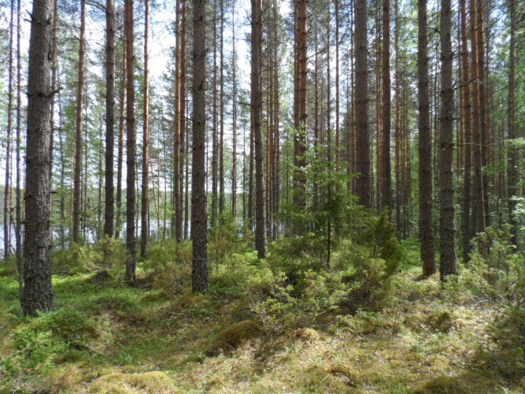 Mäntyvaltaisessa metsässä kasvaa myös kuusen ja lehtipuiden taimia. Taustalla pilkottaa järvi.