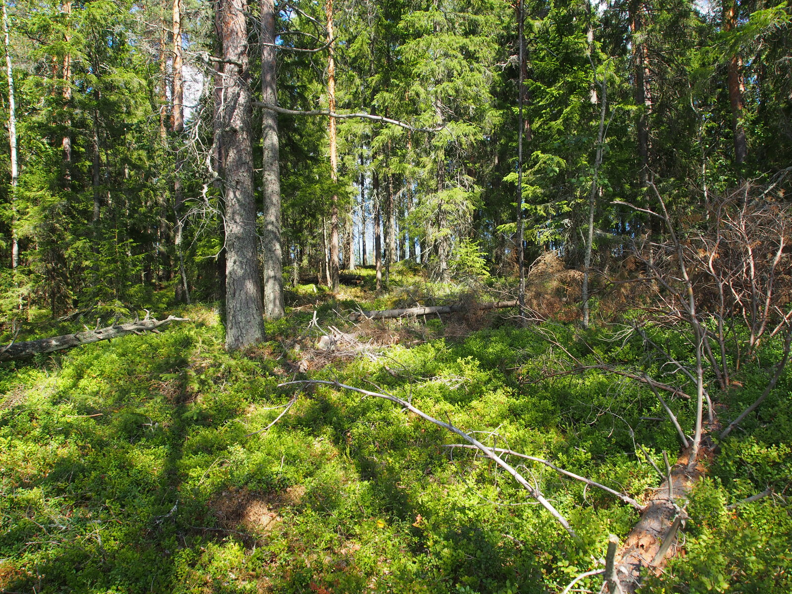 Kesäisessä havumetsässä on kaatuneita puita maassa. Aluskasvillisuutena on mustikanvarpuja.