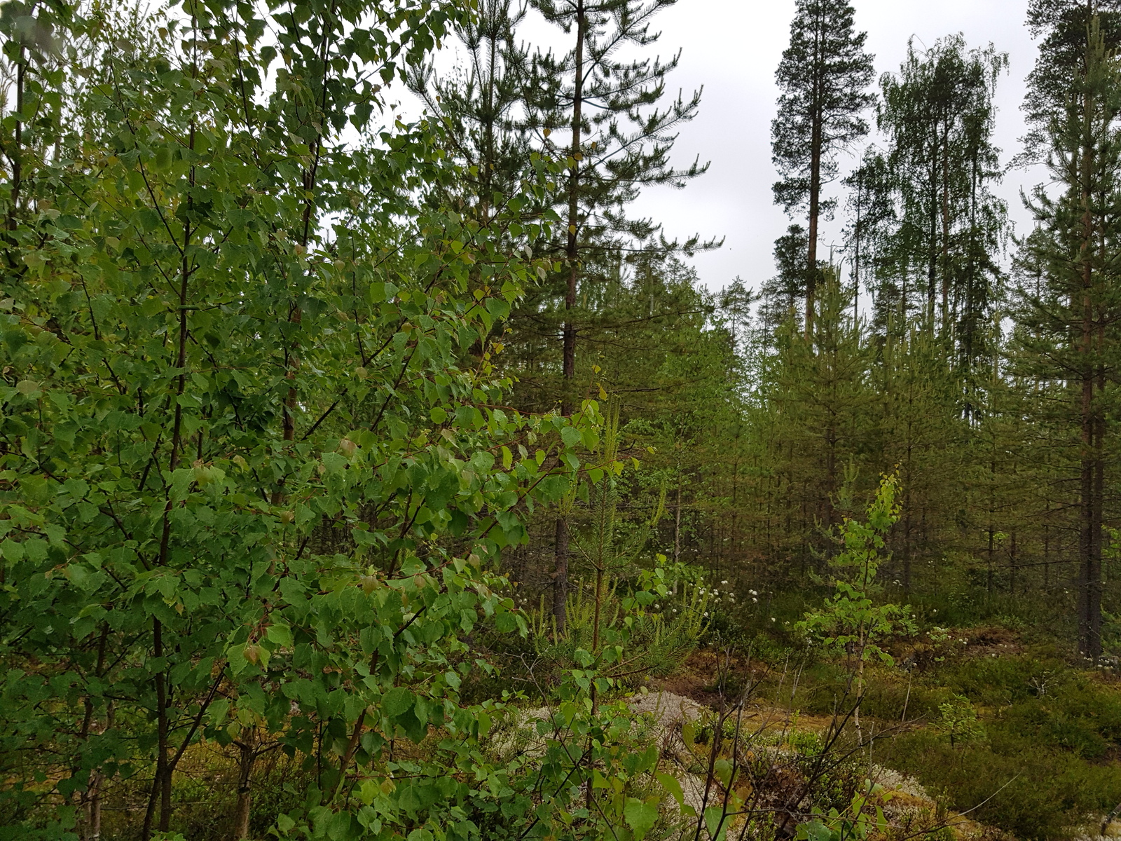 Mäntymetsän edustalla kasvaa koivuja.