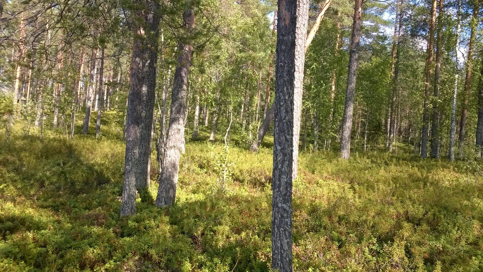 Aurinko paistaa mäntyvaltaiseen metsään, jossa kasvaa myös nuoria lehtipuita.