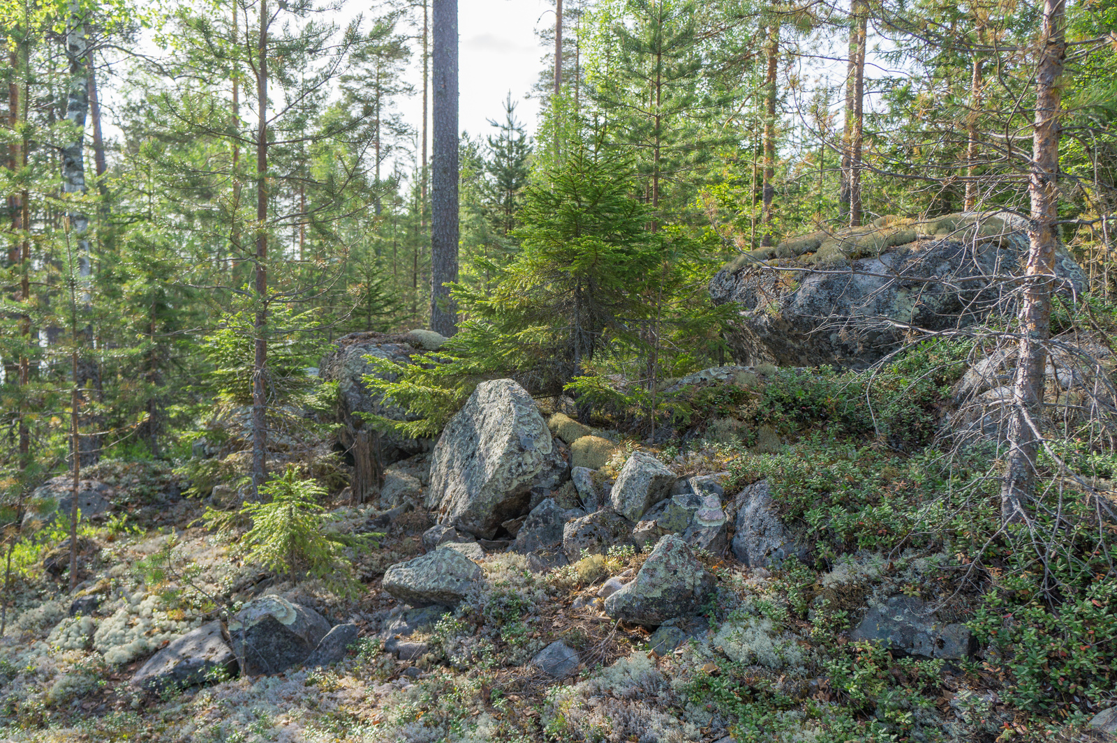 Havupuuvaltaisen metsän keskellä on suuria kivenlohkareita.