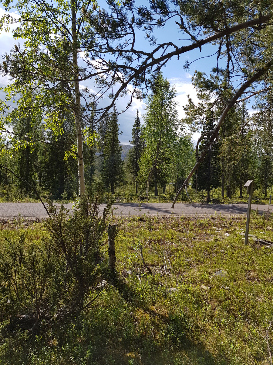 Tie kulkee kesäisen aurinkoisessa sekametsässä. Puiden takana pilkottaa tunturi.