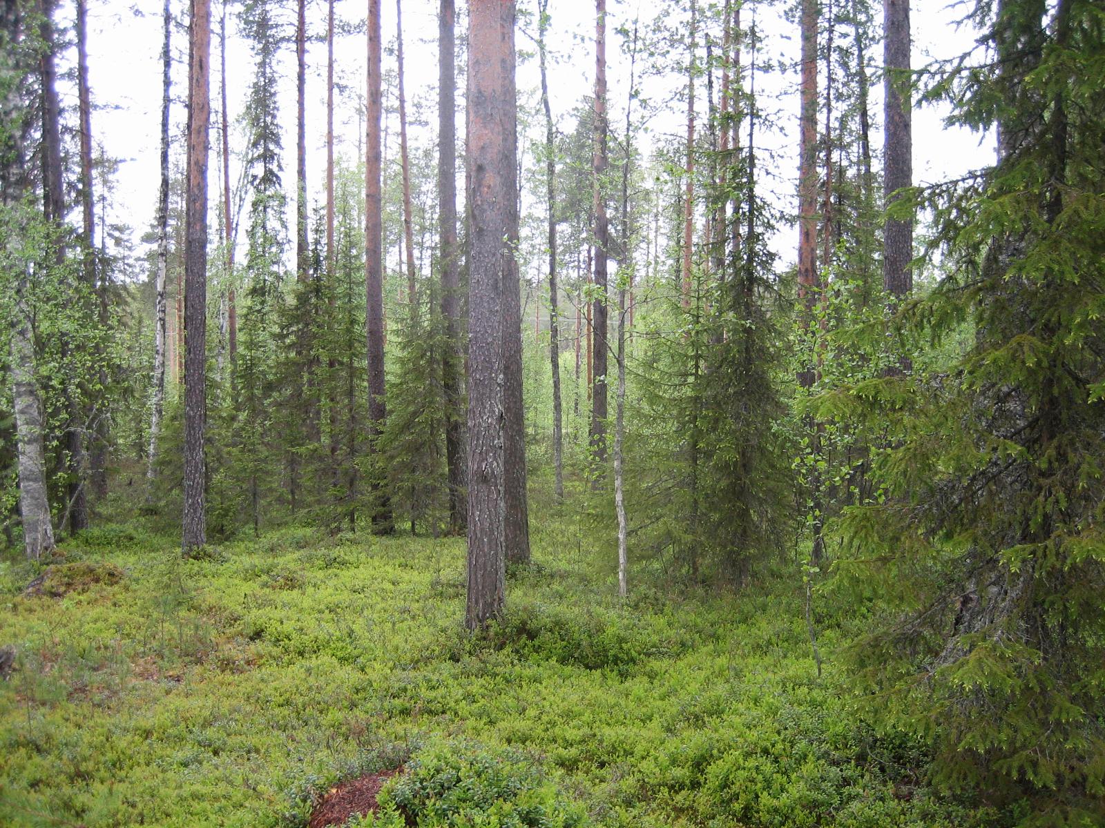 Kesäisessä sekametsässä kasvaa koivuja, kuusia ja mäntyjä.