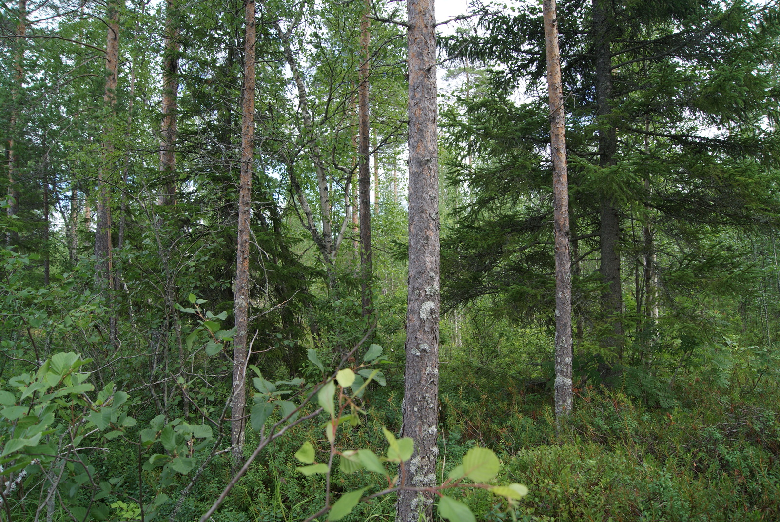 Tiheässä sekametsässä kasvaa mäntyjä, kuusia ja koivuja.