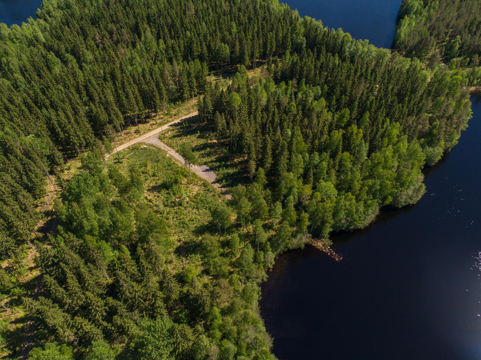 Ilmakuvassa metsäinen ranta