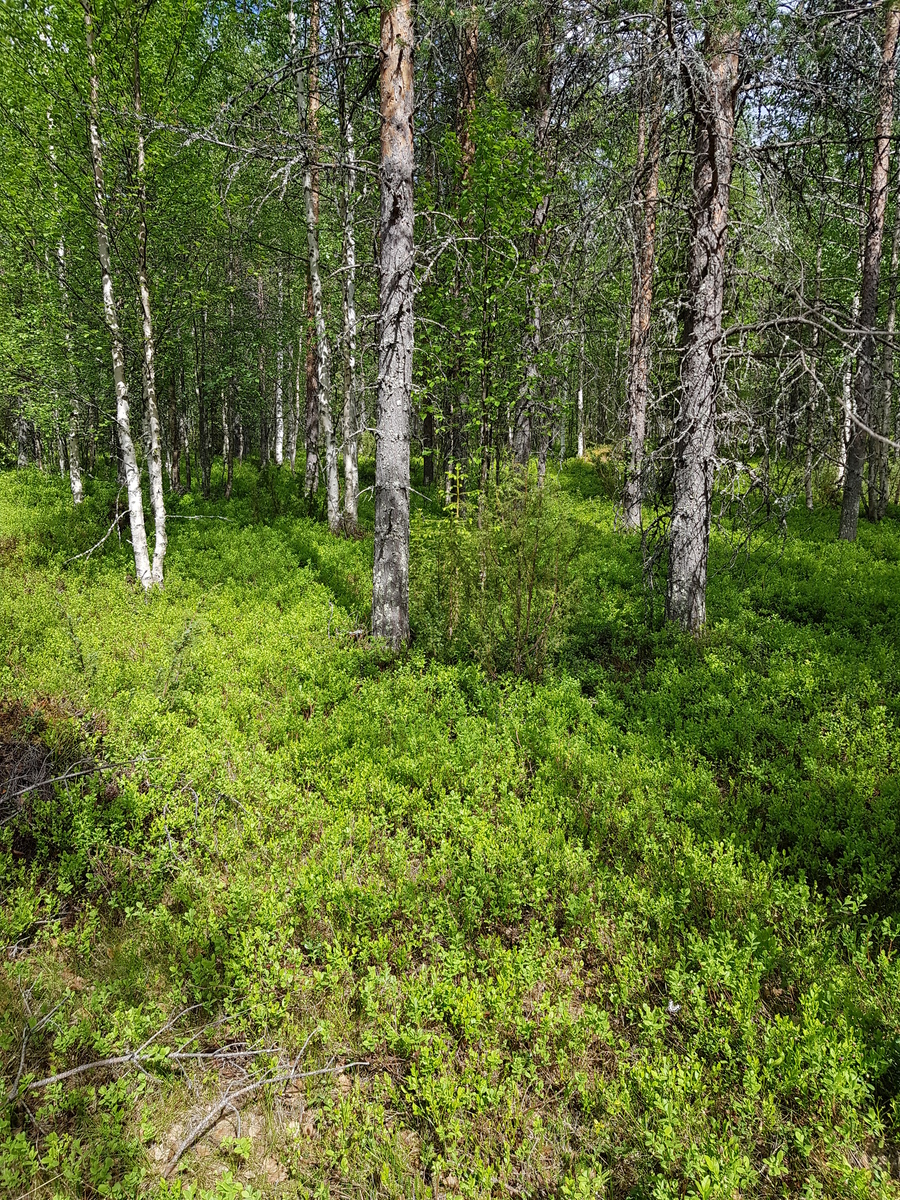 Kesäisessä sekametsässä kasvaa mäntyjä, kuusia, katajia ja koivuja. Kenttäkerroksessa mustikkaa.