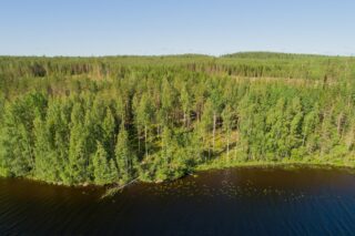 Järven rannasta alkaa horisonttiin jatkuva kesäinen sekametsä. Taustalla on hakkuuaukkoja. Ilmakuva.