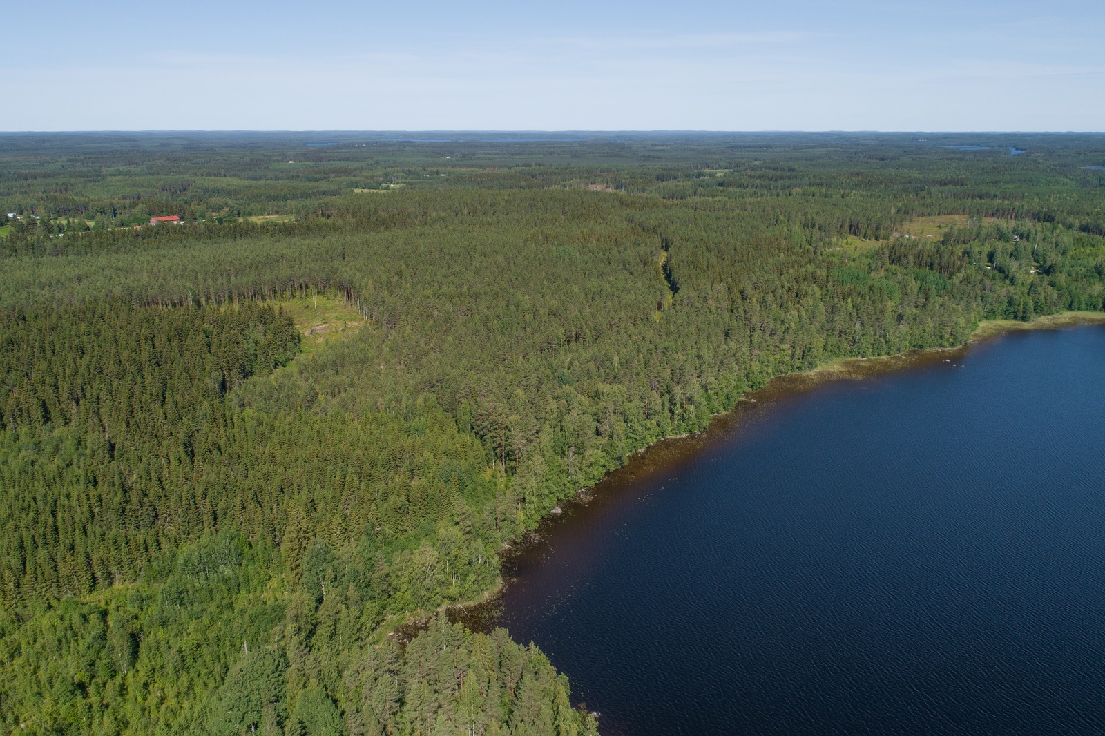 Järven rannasta alkaa laaja metsäalue. Lähellä horisonttia on rakennuksia ja peltoja. Ilmakuva.