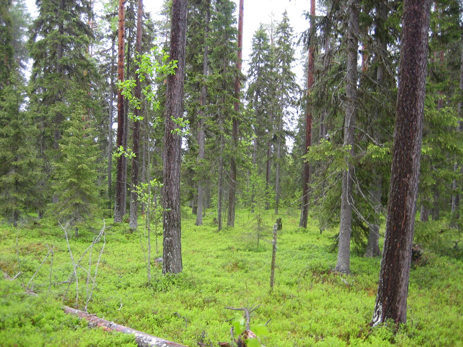 Kesäisessä sekametsässä kasvaa koivuja, kuusia ja mäntyjä.