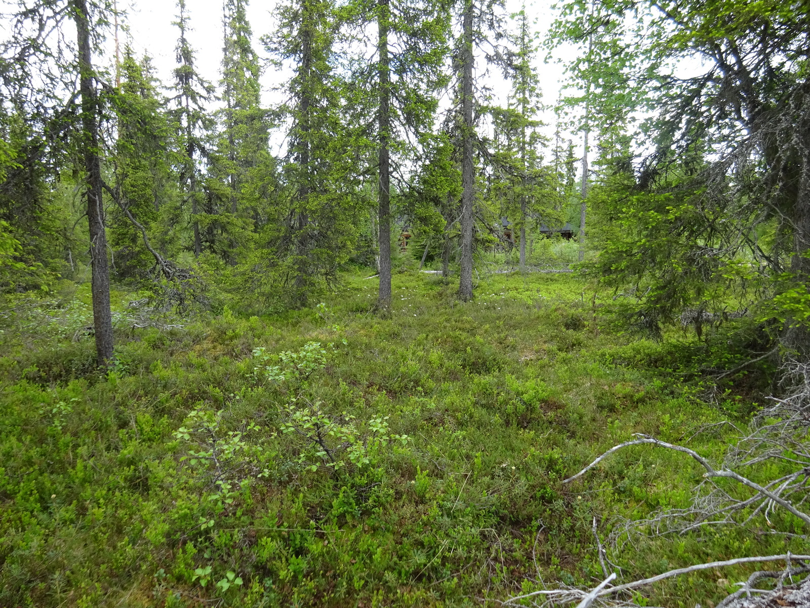 Kuusivaltaisen metsän puiden lomasta pilkottaa mökki. Suopursut kukkivat.