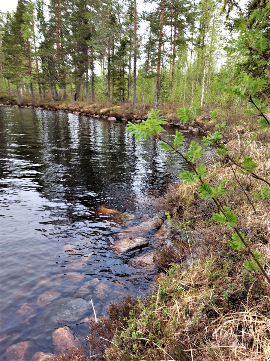 Vasemmalle kaartavassa rantaviivassa kasvaa lehti- ja havupuita. Rantavedessä on kiviä.