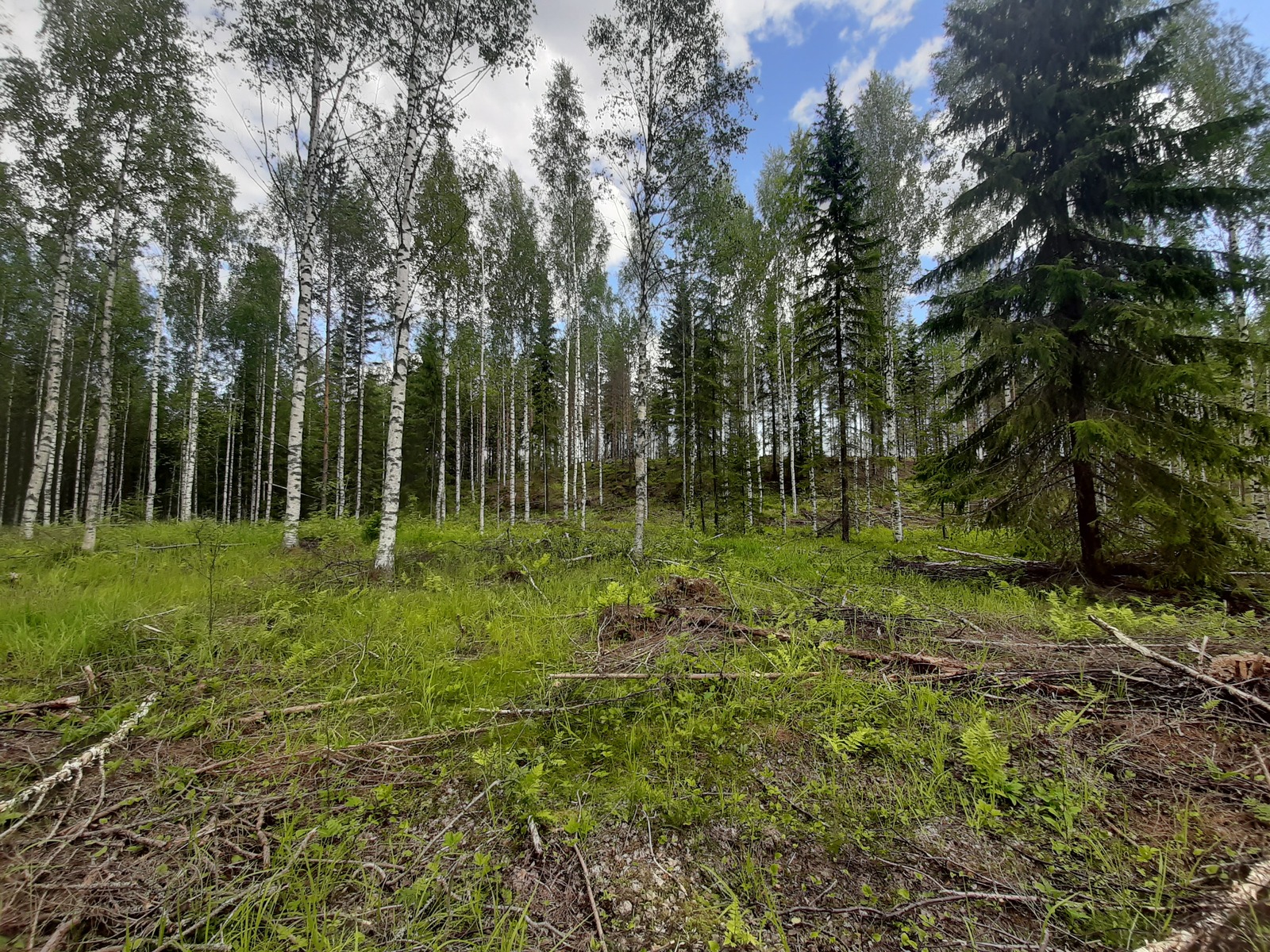 Kesäisessä koivikossa kasvaa myös kuusia. Maassa on karsittuja oksia.