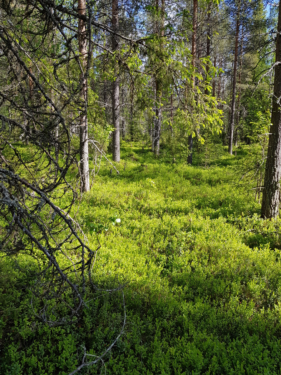 Aurinko paistaa havupuuvaltaiseen metsään. Kenttäkerroksessa kasvaa runsaasti mustikanvarpuja.