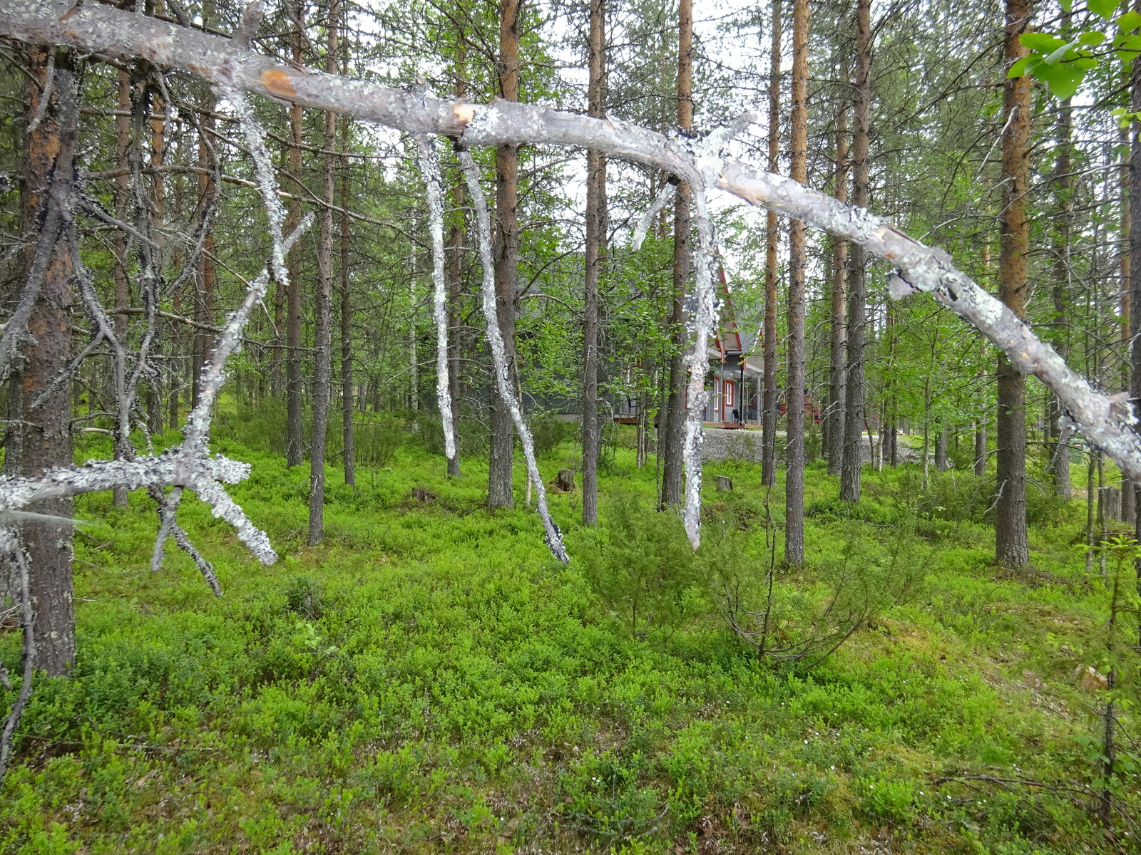 Mäntyvaltaisen metsän puiden takaa pilkottaa naapurirakennus.