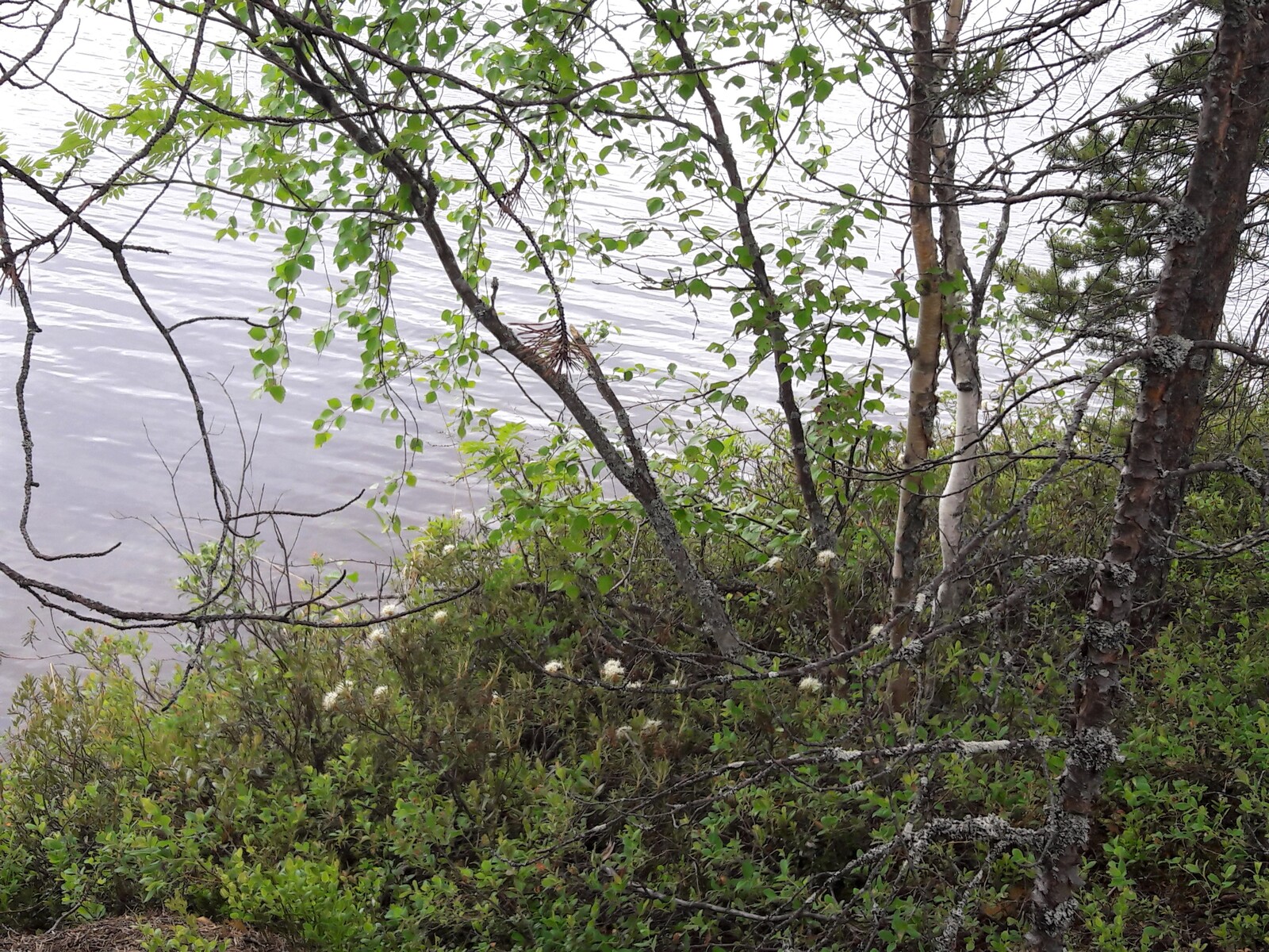 Järven rannalla suopursut kukkivat koivujen ja mäntyjen juurella.