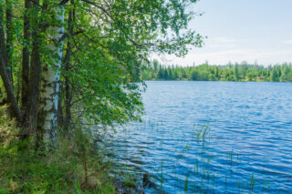 Kesäisen vehreä lehtimetsä reunustaa järveä. Vastarannalla on mökkejä.