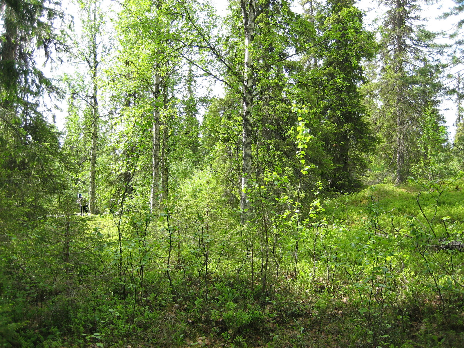 Runsaskasvuisen sekametsän maasto kumpuilee loivasti. Taka-alalla puiden lomassa seisoo ihminen.