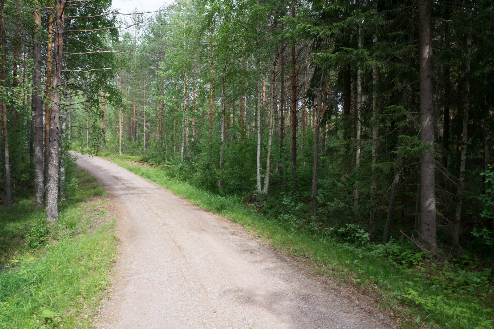 Hiekkatie kulkee kesäisessä sekametsässä ja kaartuu vasemmalle.