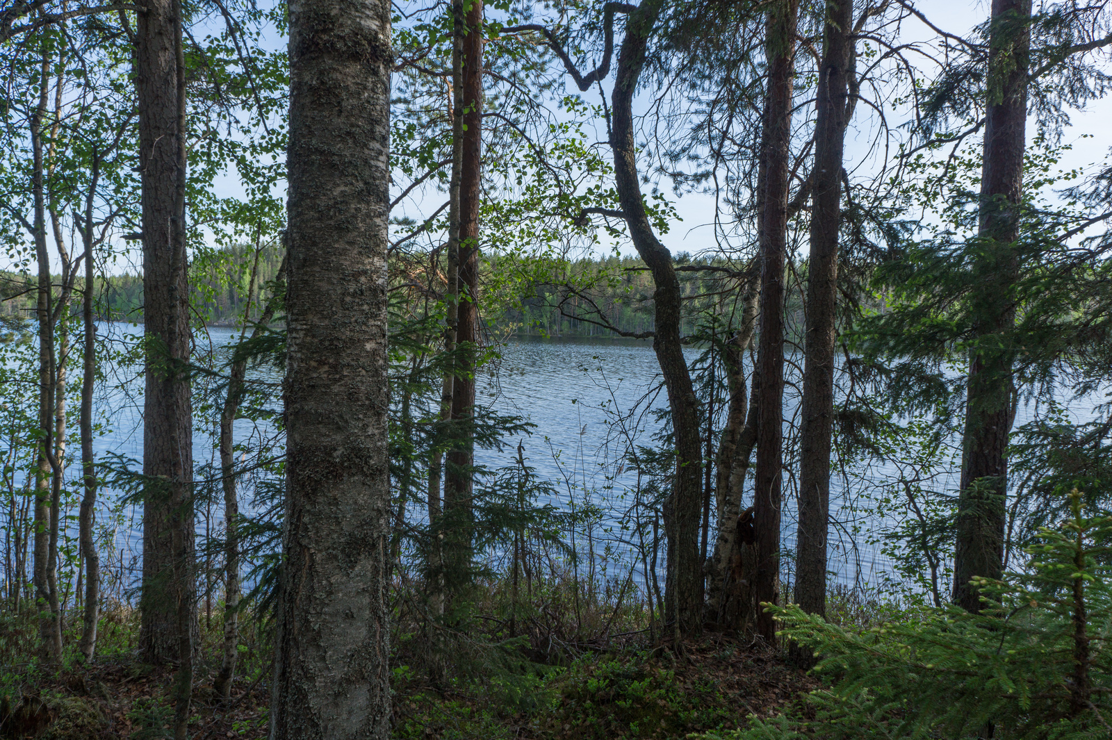 Rannassa kasvavien lehti- ja havupuiden takana avautuu kesäinen järvimaisema.