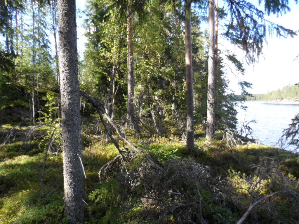 Havupuuvaltaisen metsän oikealta puolelta aukeaa järvimaisema.