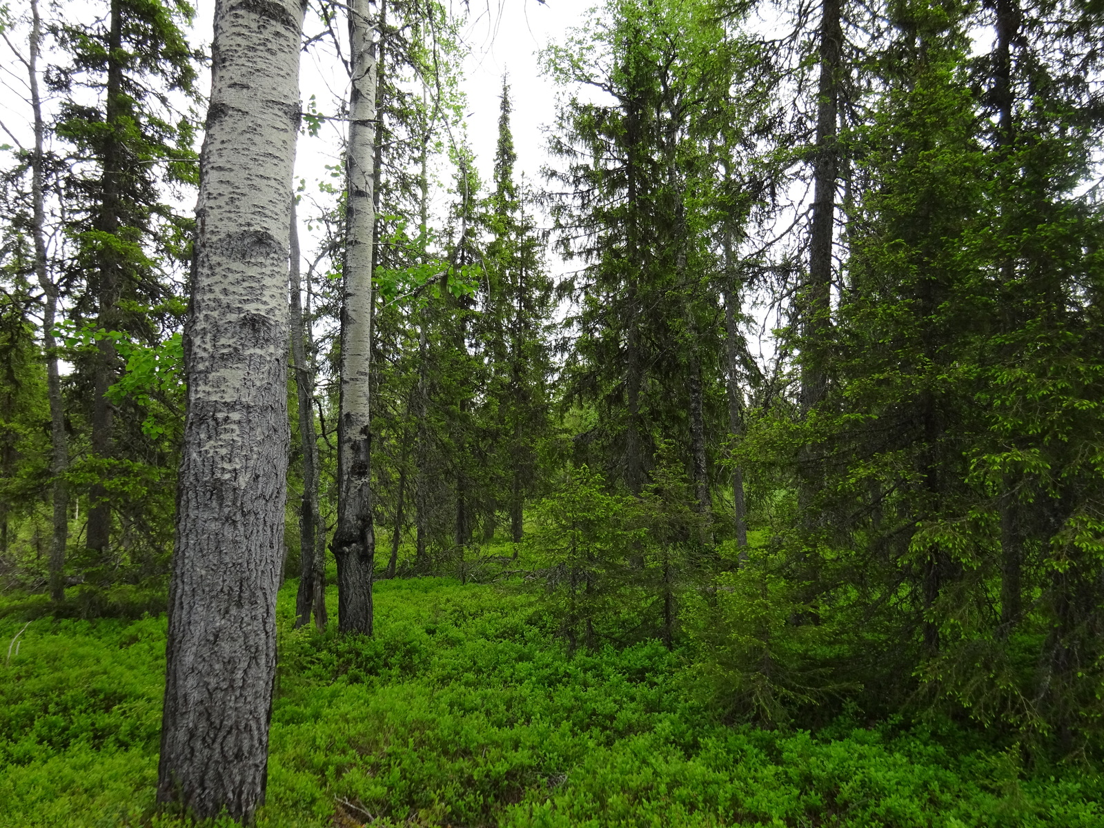 Kuusivaltaisessa metsässä kasvaa myös muutamia lehtipuita.