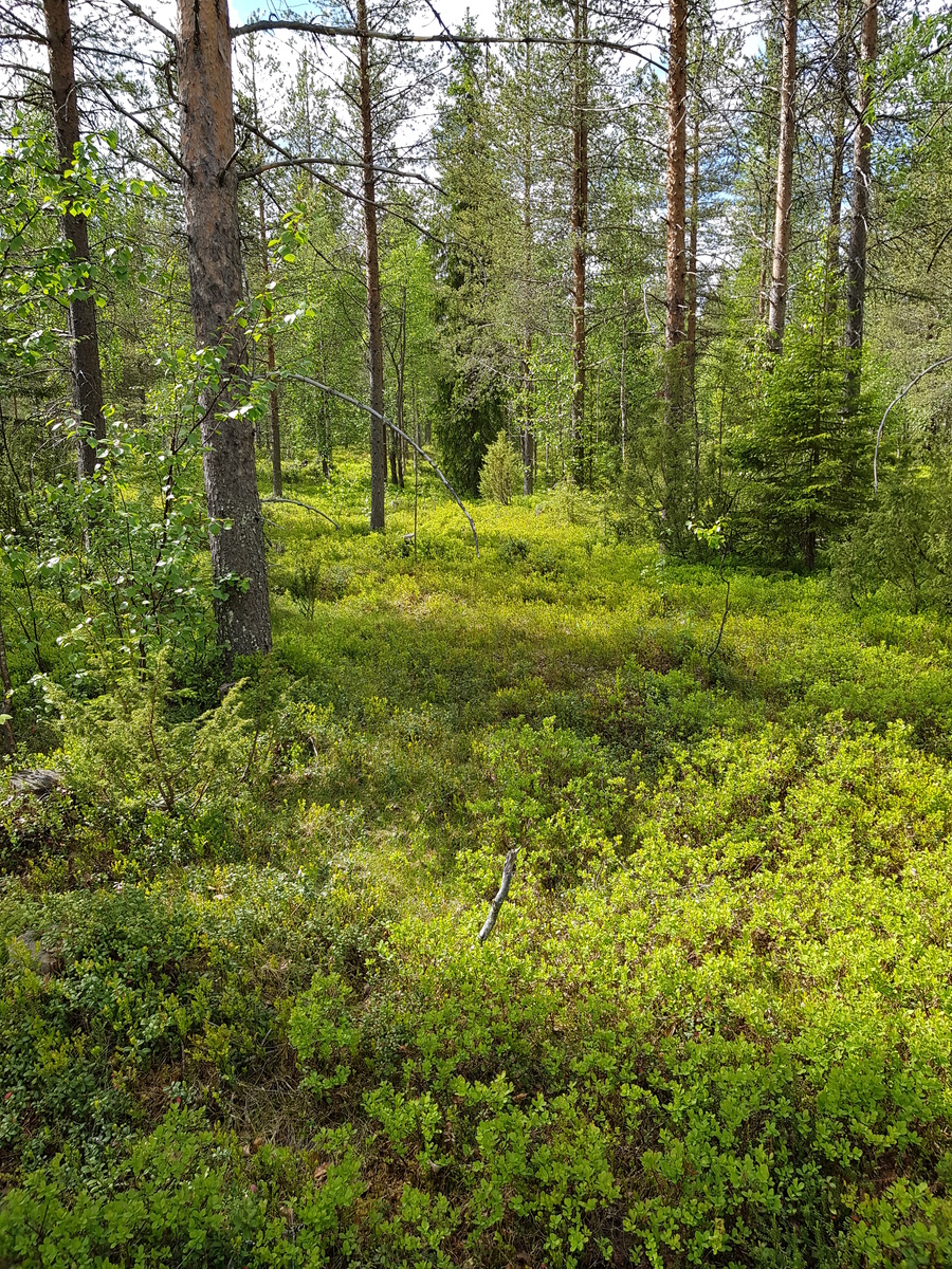 Kesäisessä sekametsässä kasvaa mäntyjä, kuusia, katajia ja koivuja.