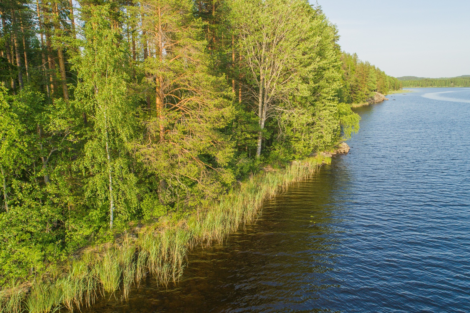 Kesäinen sekametsä reunustaa järveä saaren oikealle kaartuvassa rantaviivassa. Ilmakuva.