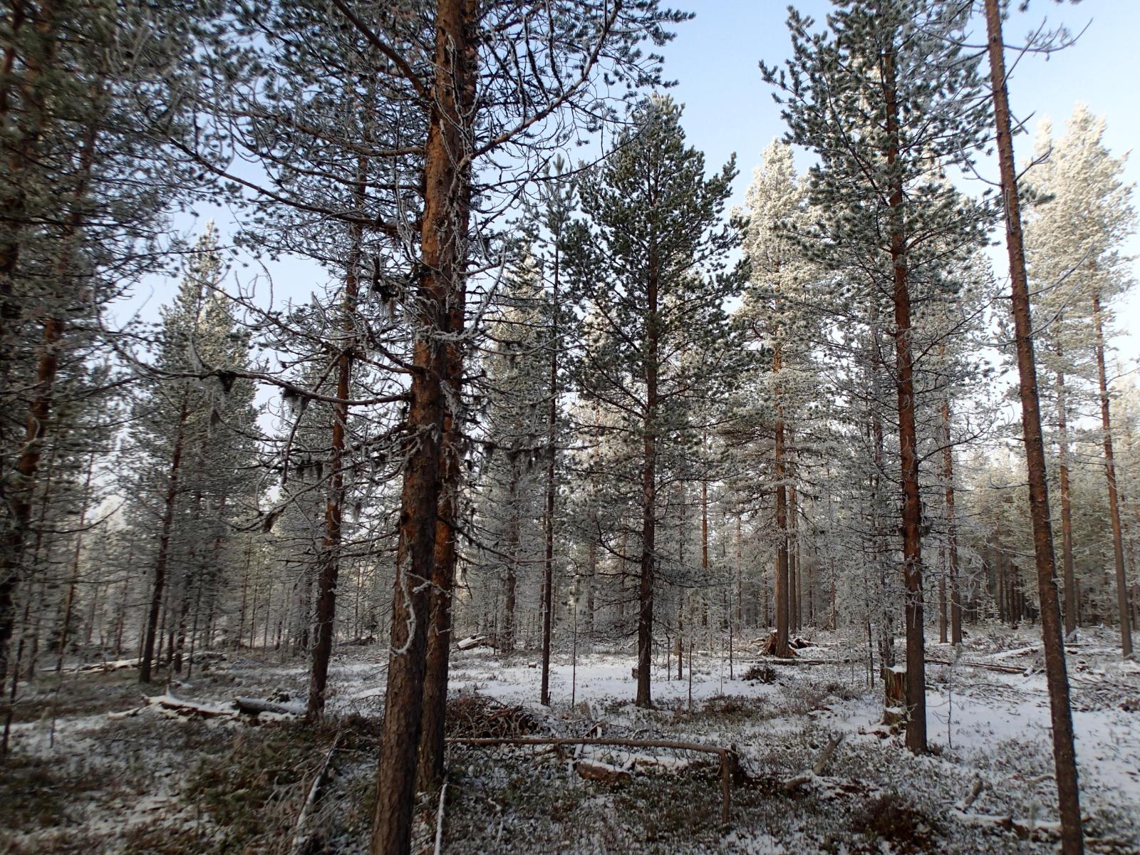 Ohuen lumikerroksen peittämä kangasmetsä