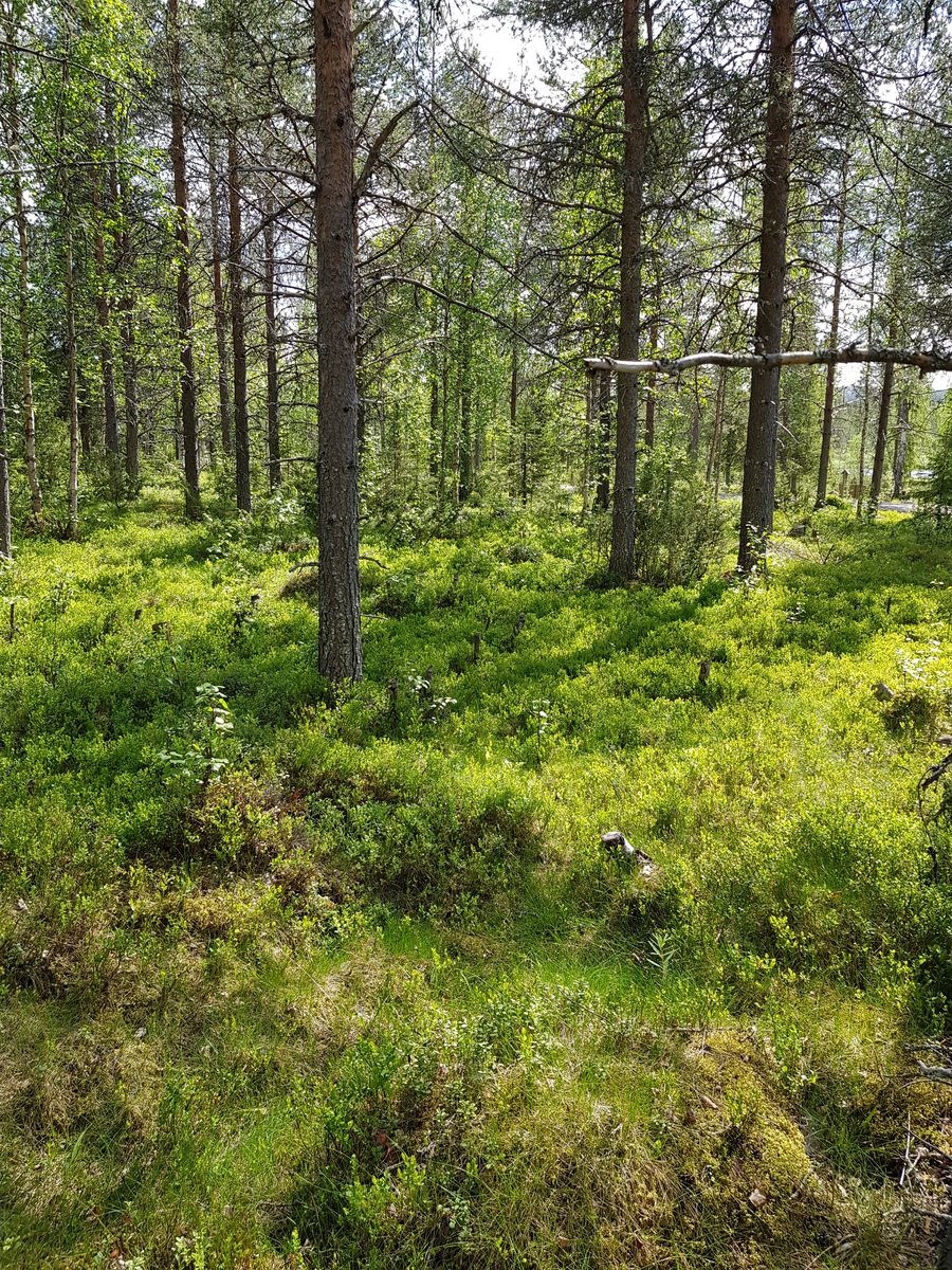 Aurinko paistaa kesäiseen havupuuvaltaiseen metsään.