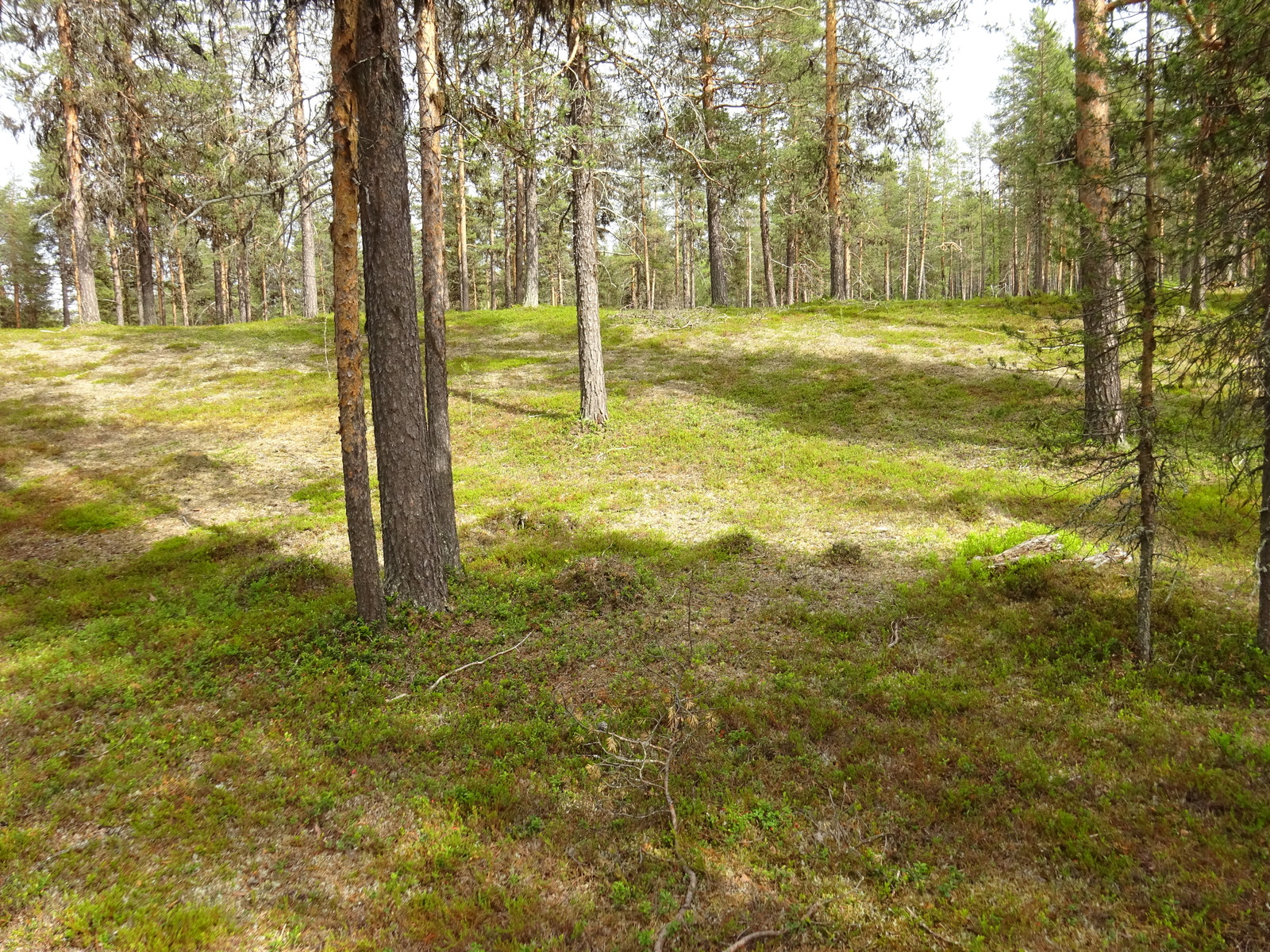 Avara mäntykangas kumpuilevassa maastossa.