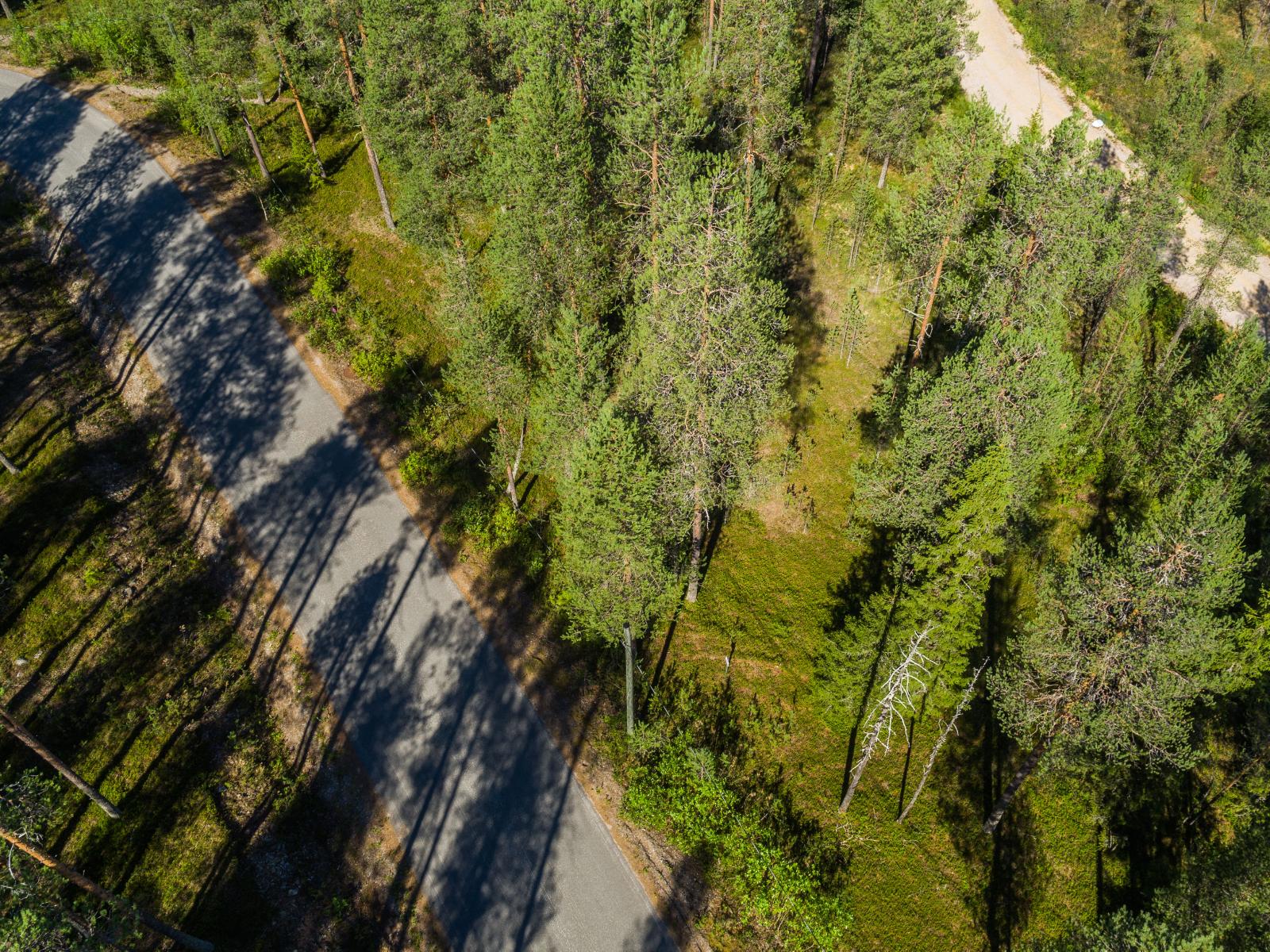 Havumetsä reunustaa mökkitietä ja maahan syntyy puiden varjoja auringonpaisteessa. Ilmakuva.