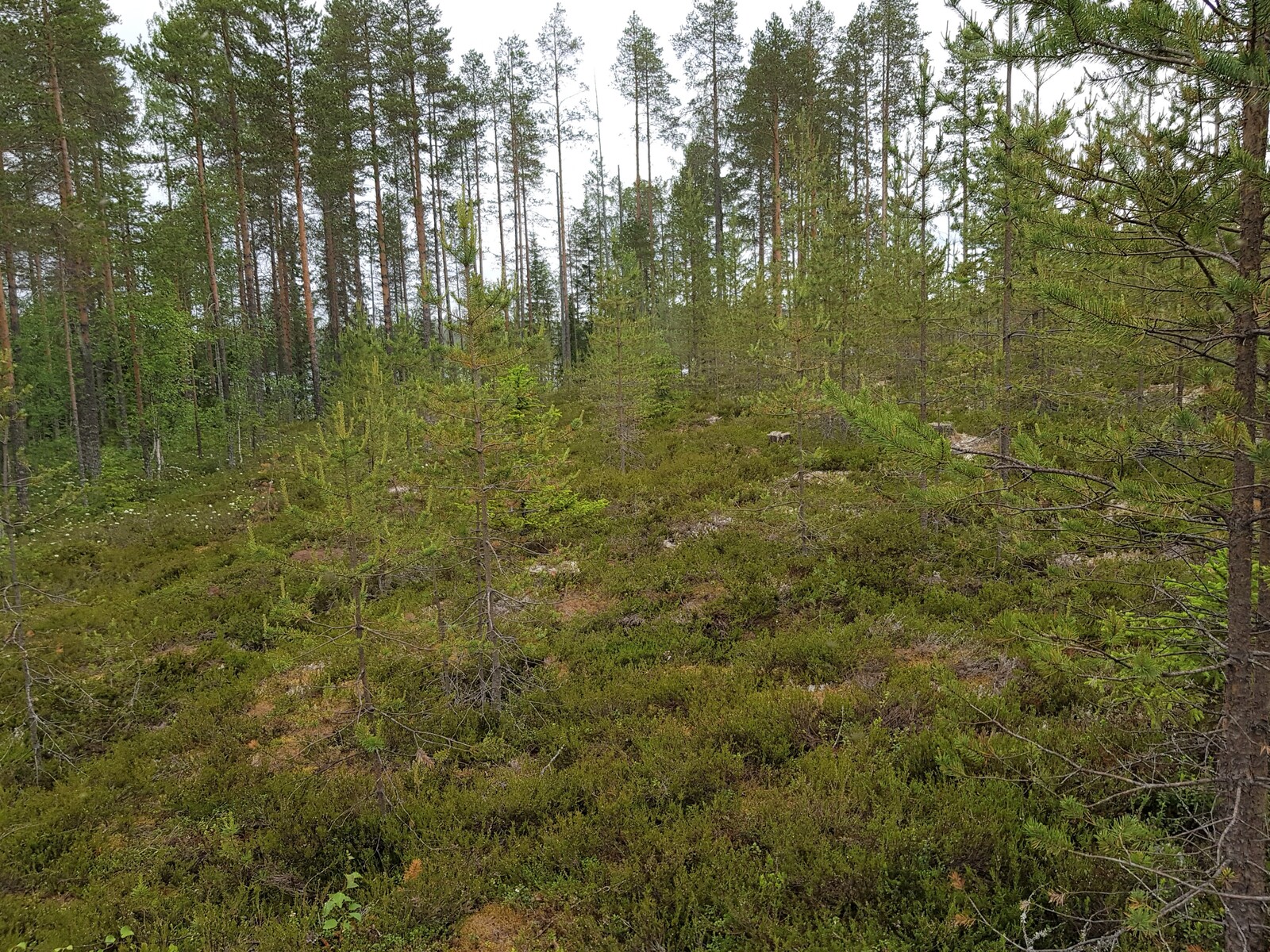 Mäntytaimikon taustalla kasvaa korkeita mäntyjä.