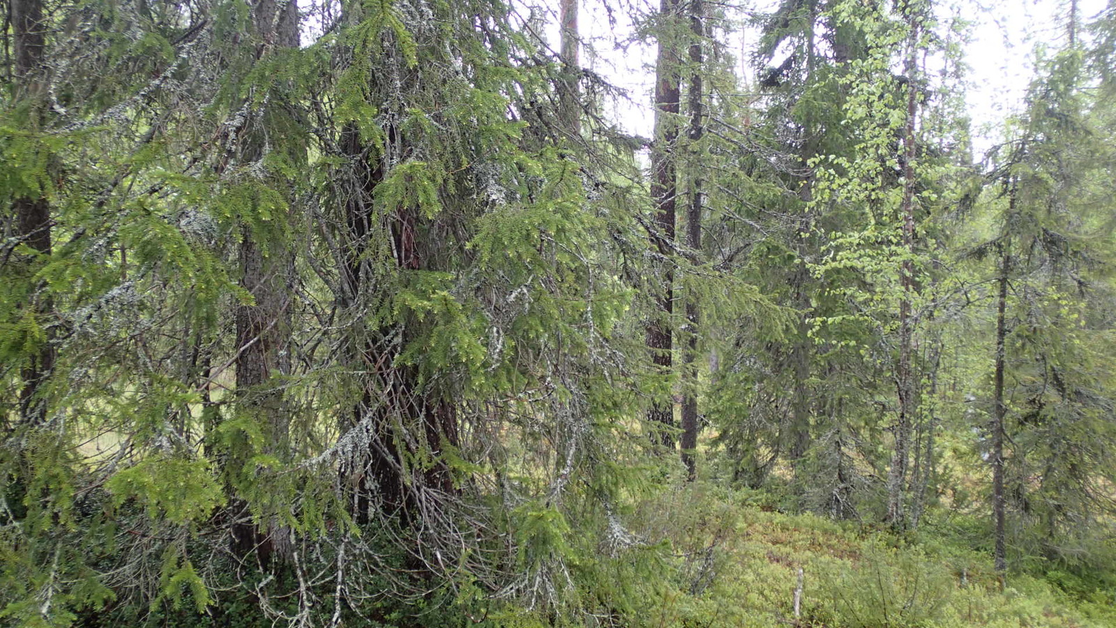Kuusivaltaisessa metsässä kasvaa myös koivuja ja katajia.