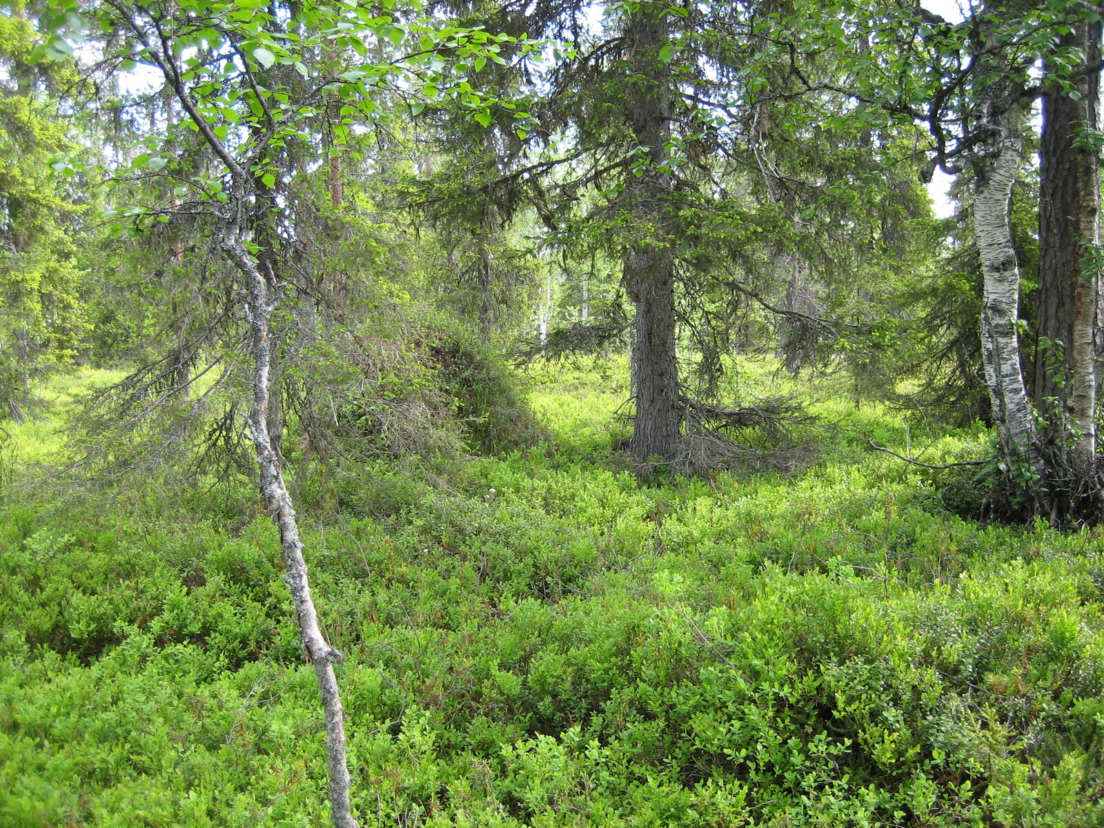 Kuusivaltaisessa metsässä kasvaa myös koivuja. Aluskasvillisuutena on runsaasti mustikanvarpuja.
